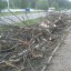 Не менее 45 деревьев вырублено на проспекте Туполева вблизи дома № 1/1